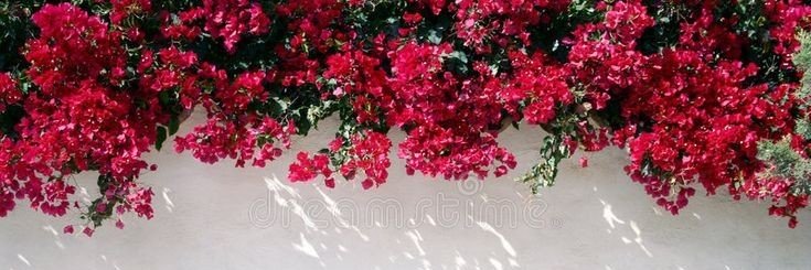halaa6f2's profile banner image