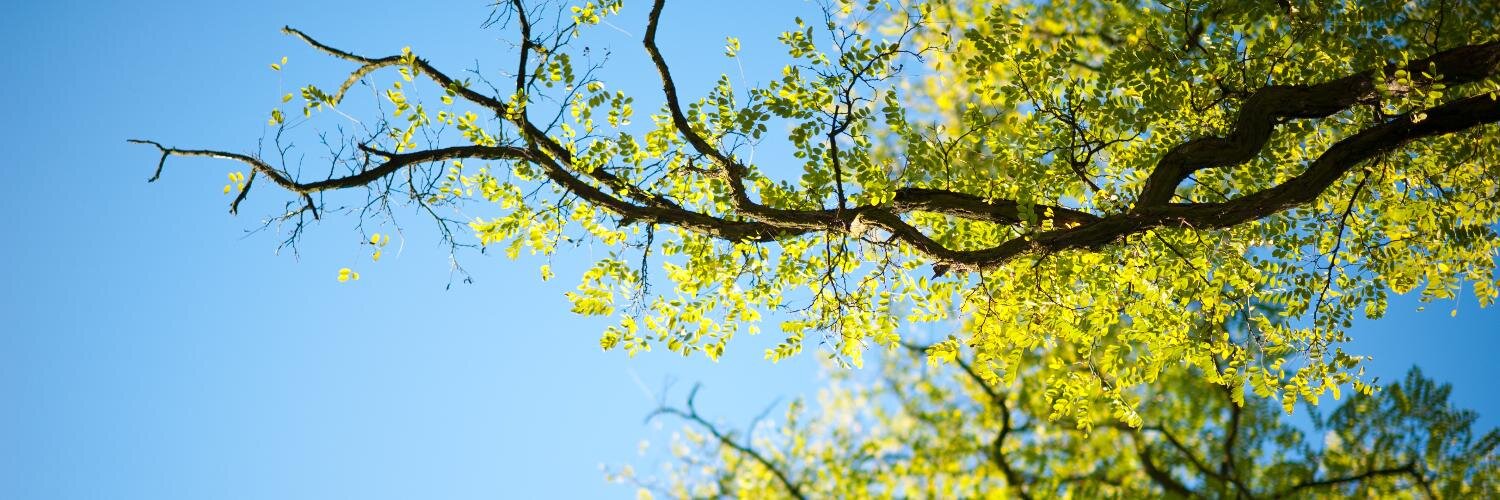 bernadee_koh's profile banner image