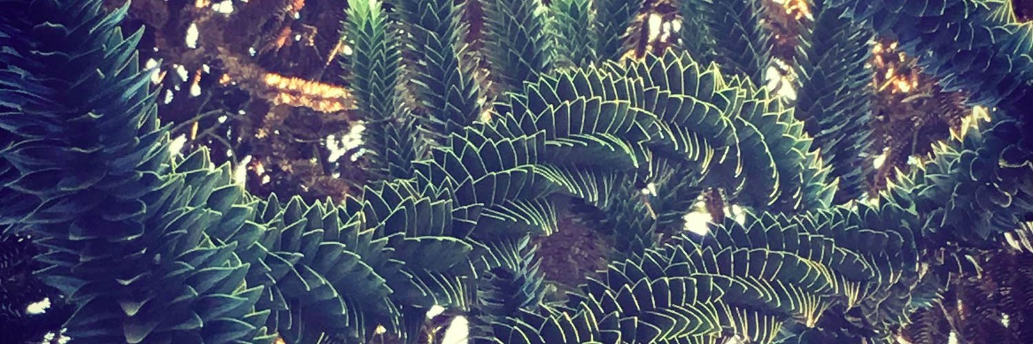zahrtillery's profile banner image