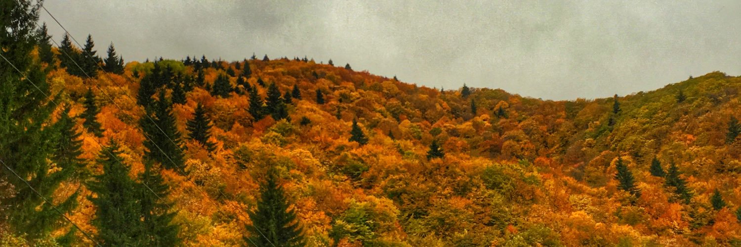 levankirvali's profile banner image