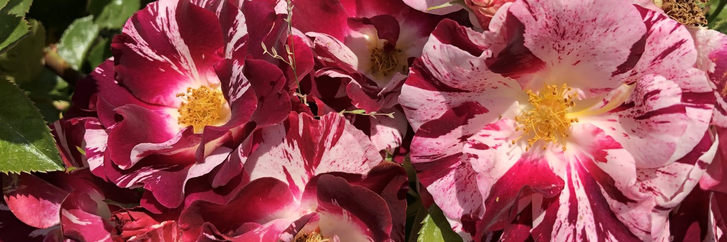 SueceeLA's profile banner image