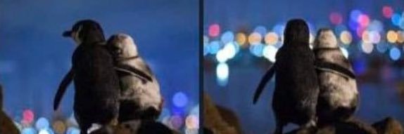 Will banner