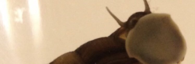 hiro_kaeru's profile banner image