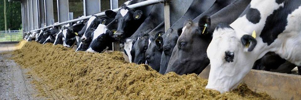 Alltech Spain banner