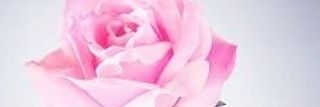 oshezee's profile banner image