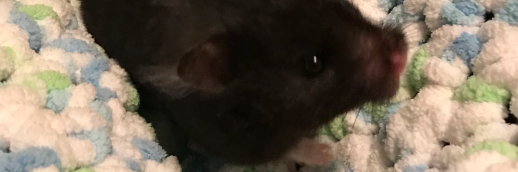 SelerMarie's profile banner image