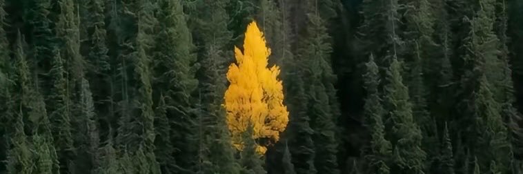 Kriskennedyvoid's profile banner image