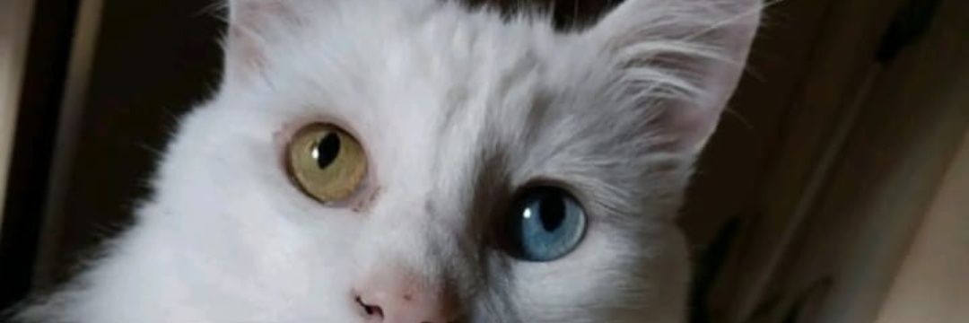 @jacqueline_con_jota 🍹🦉🖤✨🪐 banner