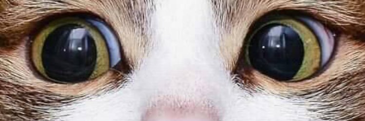 Rivasi68's profile banner image