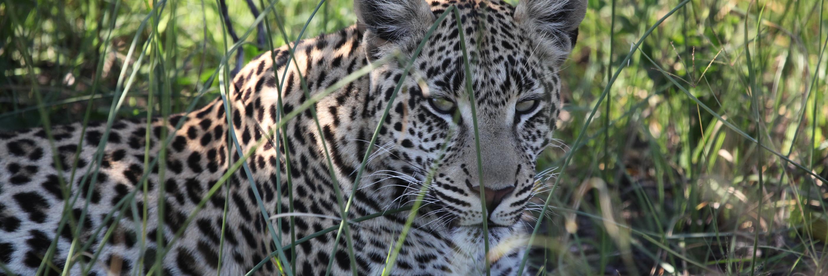 Amy Cook, AMCPR banner