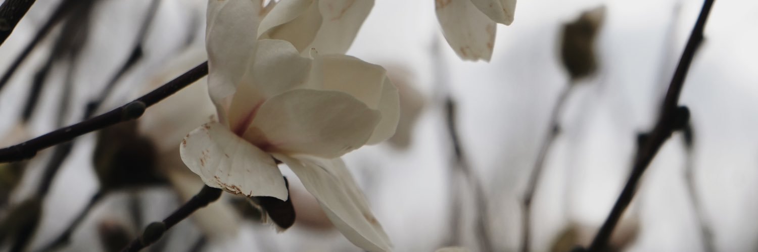 mariaborovyk's profile banner image