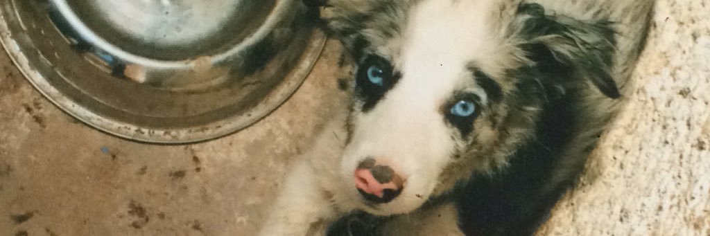 javiera 🦋 banner