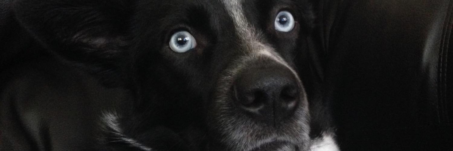 SeaToBelieve's profile banner image