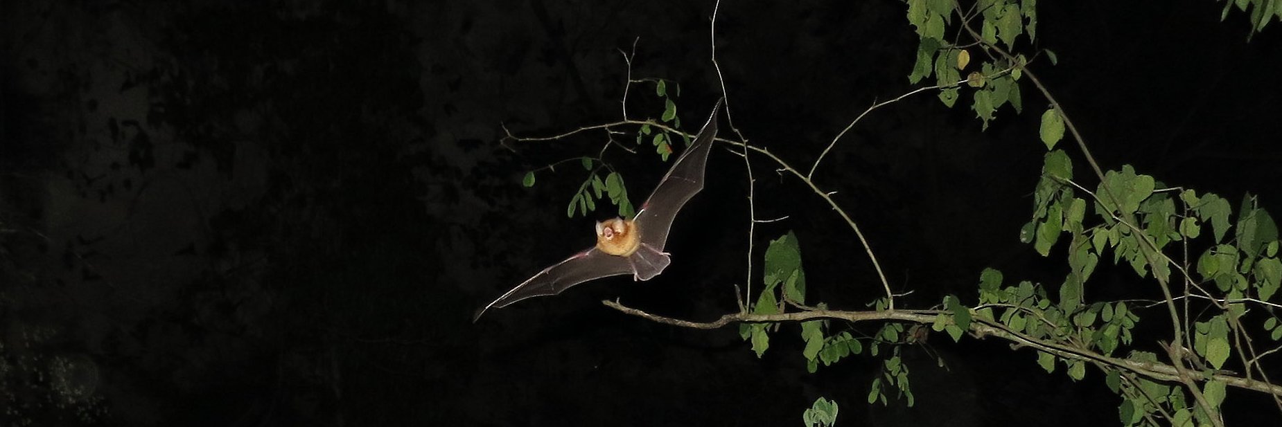 Jon Flanders, Ph.D banner