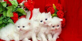 Soumili chakraborty banner