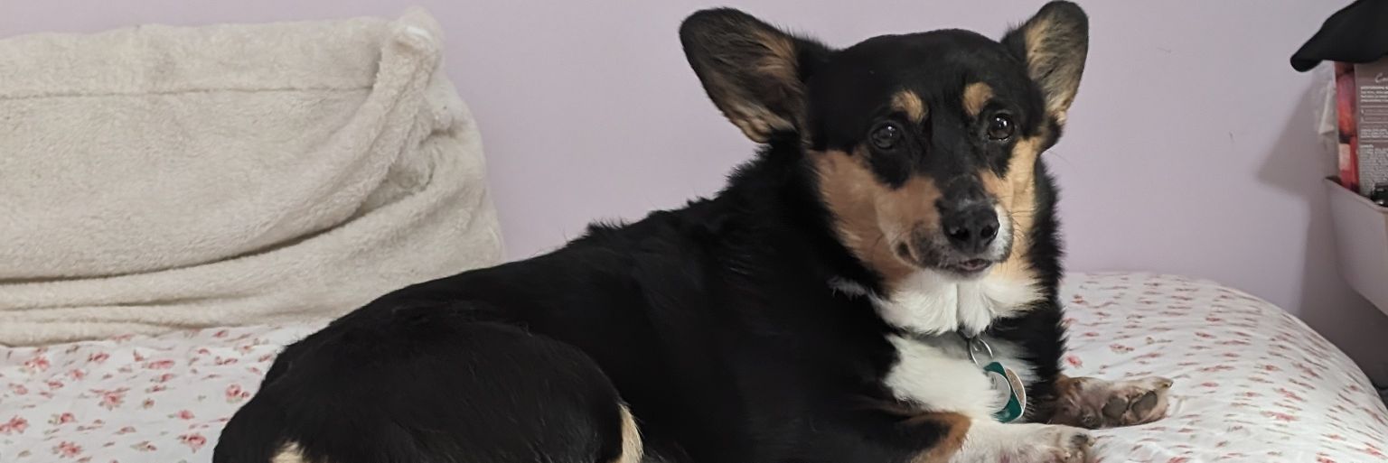 delaraexox's profile banner image