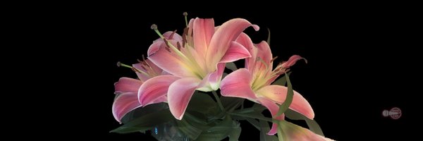 RoseTait Profile Banner