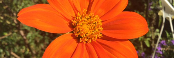 LikeSunFlo Profile Banner