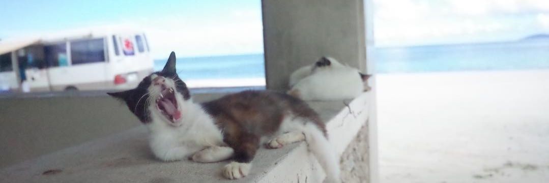 _oauua_'s profile banner image