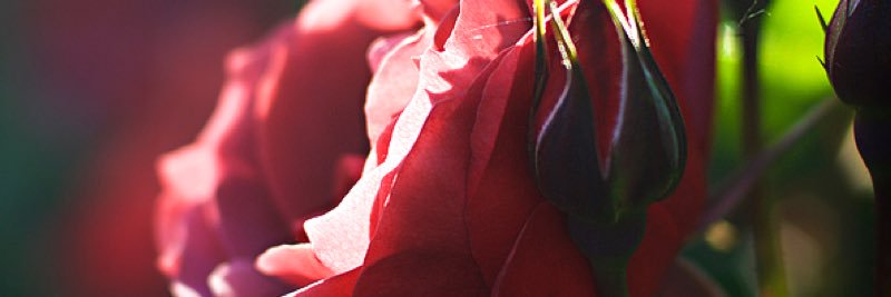 LifeOutOfBounds's profile banner image