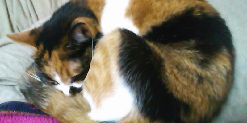 Ligarren's profile banner image