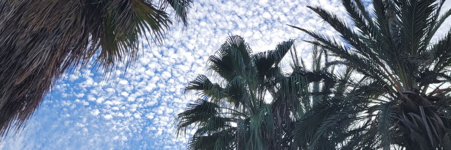 🕊🕊🕊🕊 banner