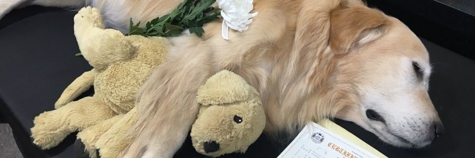 nimbiner's profile banner image