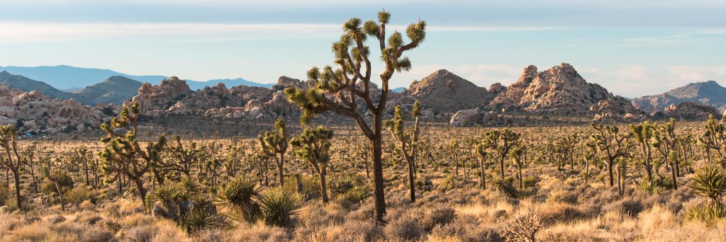 Joshua Tree NPS's banner