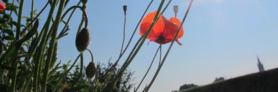 kazsobels's profile banner image