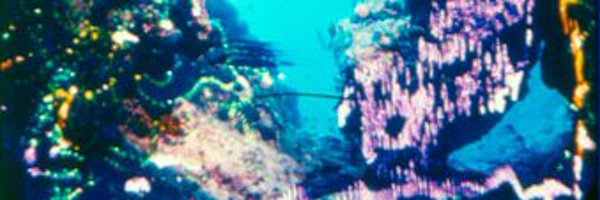 luoser Profile Banner