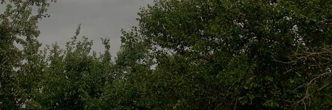 snalmosa's profile banner image