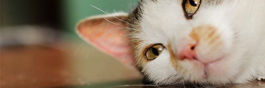 buzzplus_news's profile banner image