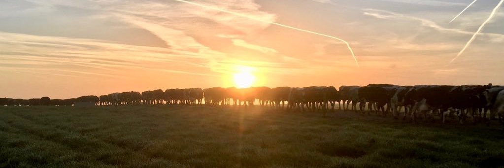 Eamon Sheehan 🐄 banner