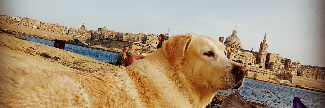 merlewhale's profile banner image