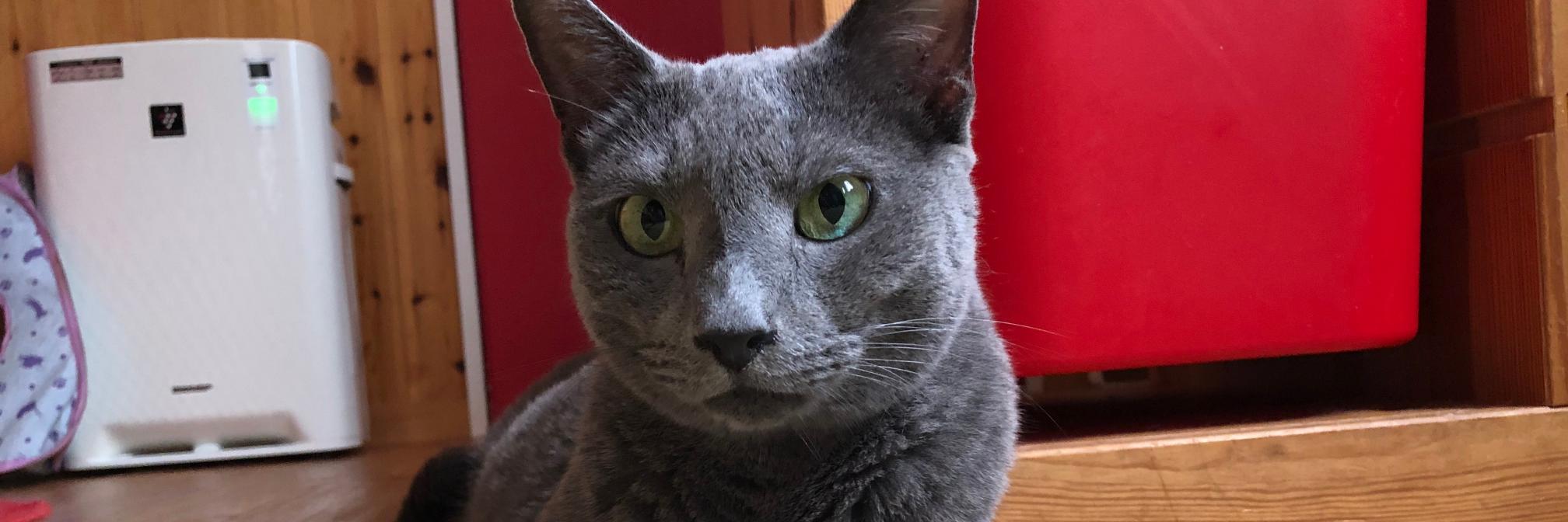 CATSPLANET's profile banner image