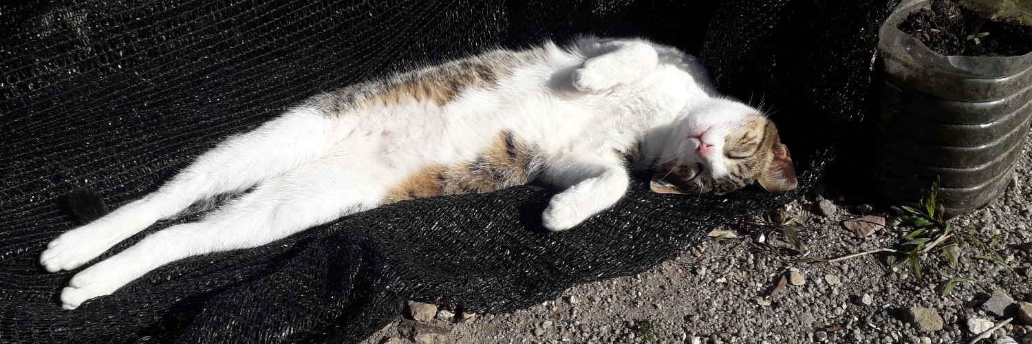 RafaCarvalhao's profile banner image