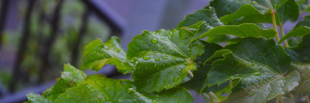 P_lozy's profile banner image