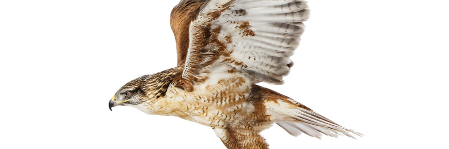 HeyHawkster's profile banner image