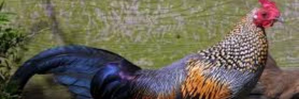Poultry World banner