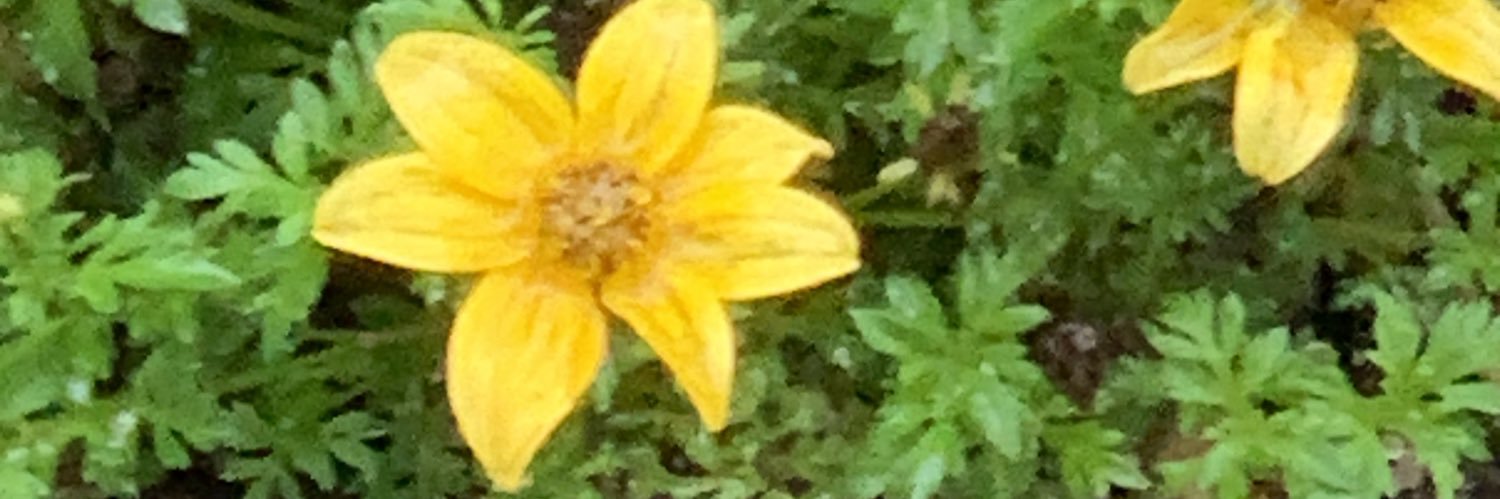 NgsSmile's profile banner image