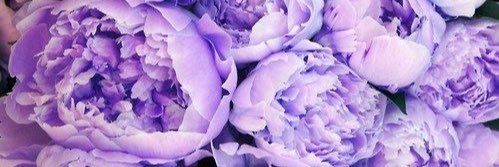 eevee4000's profile banner image