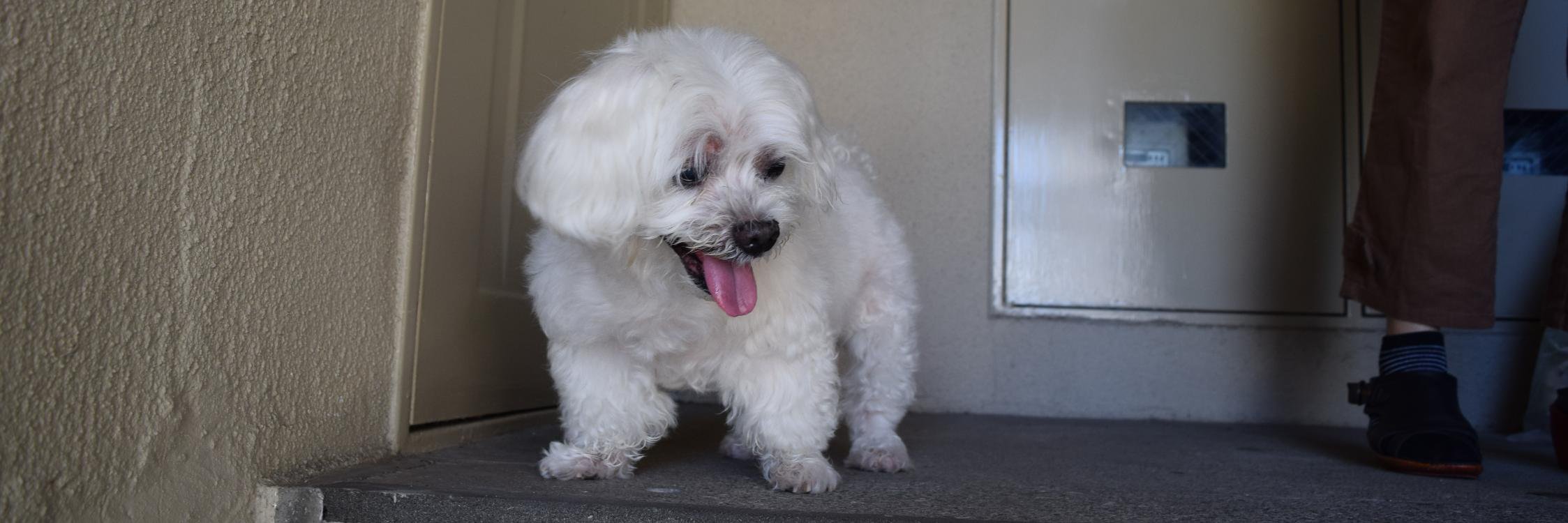 糴川セリヲ🚑🐈🍣 banner