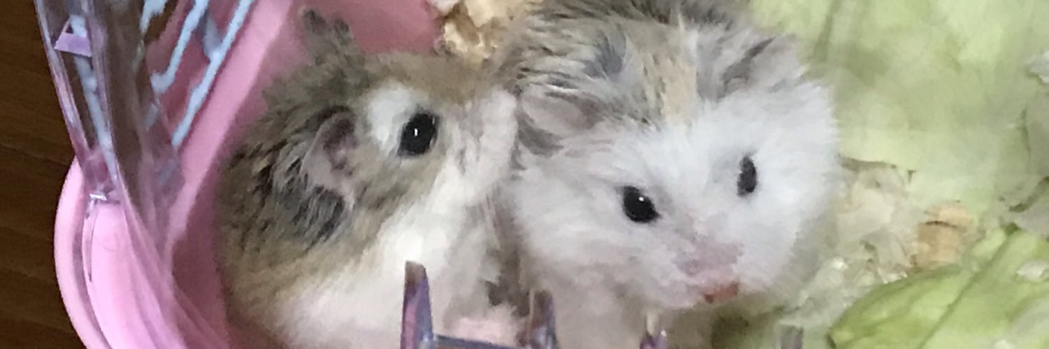 somf11's profile banner image