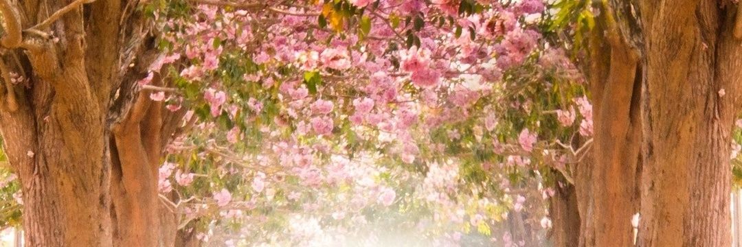 PR0_ANA's profile banner image