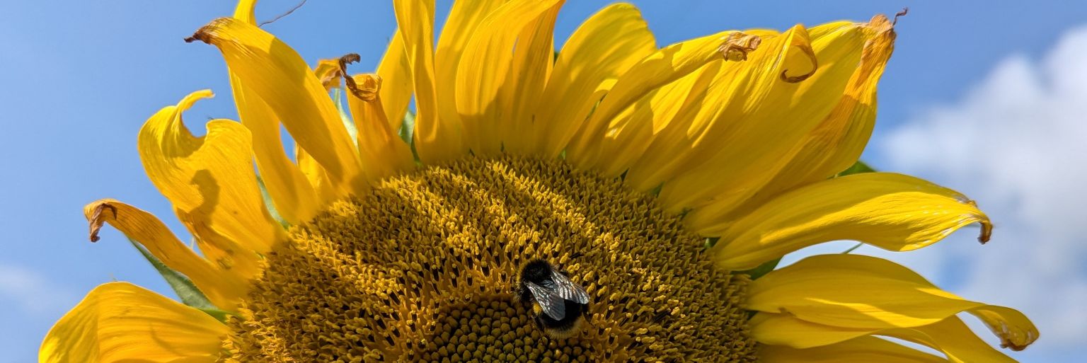 robert_tudur's profile banner image