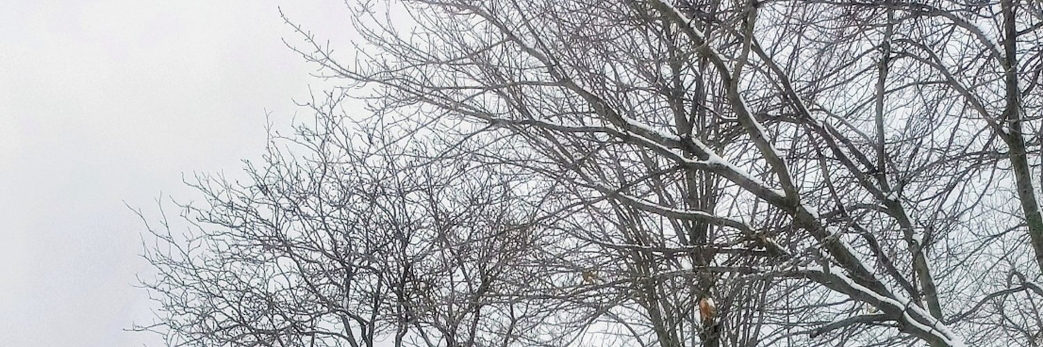 Lynn M. Dixon banner