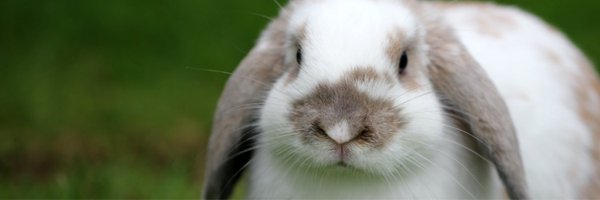 CrueltyFreeIntl Profile Banner