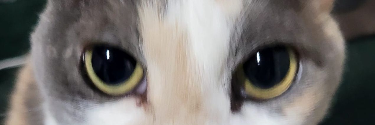 IsaMainSoraka's profile banner image