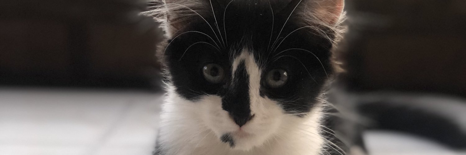 FatiBonotto's profile banner image
