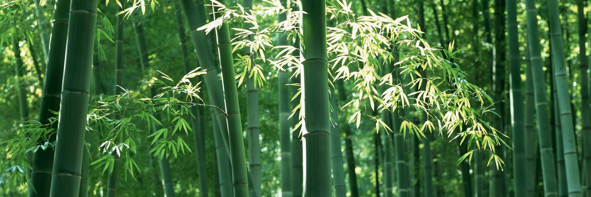 DAENAMUSINSA's profile banner image